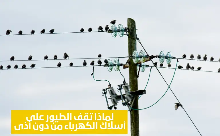 لماذا تقف الطيور على أسلاك الكهرباء من دون أذى